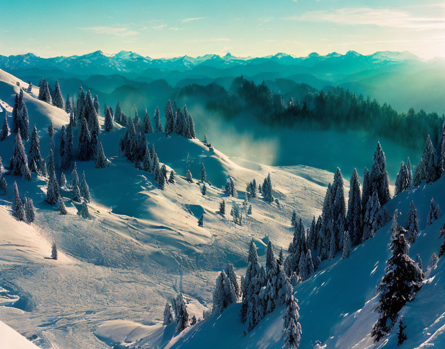 Snow-covered trees in serene winter landscape with hazy atmosphere and layered mountain ranges under soft blue sky