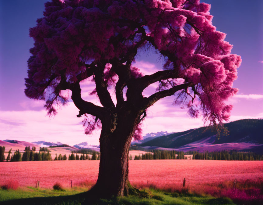 Vibrant pink tree in surreal magenta landscape