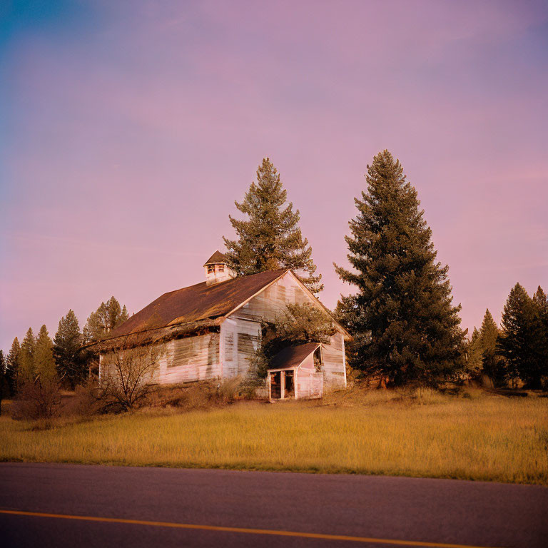 Weathered white barn with peeling paint near road, surrounded by tall pine trees under pink dusk sky