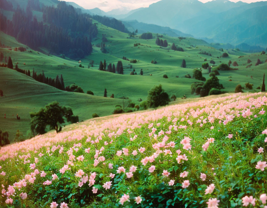 Pink Flowers, Green Hills, Trees, Blue Sky with Clouds