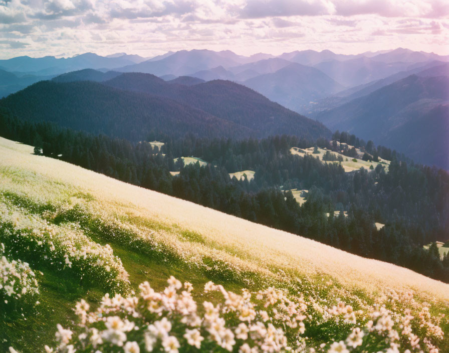 Tranquil landscape with blooming meadow and distant mountains