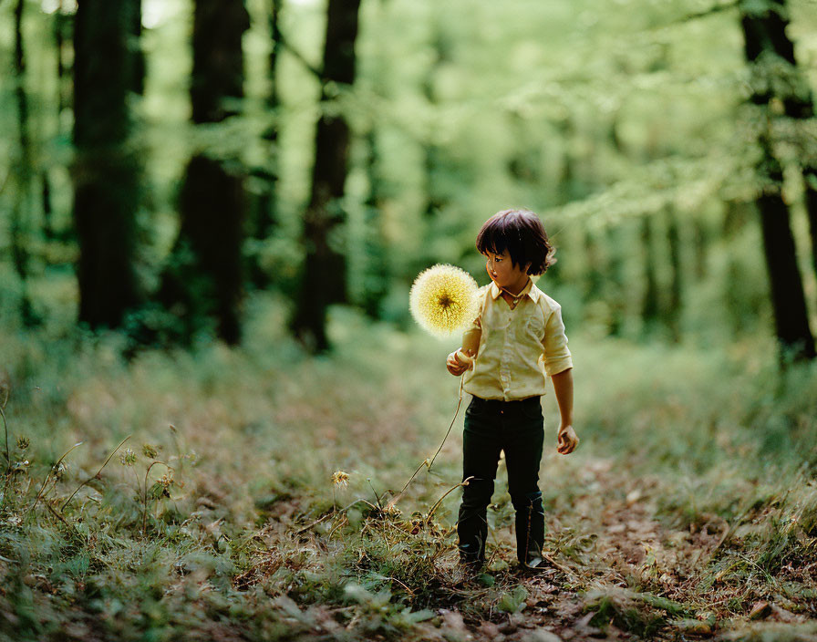 Child in yellow shirt holds giant dandelion in sunlit forest