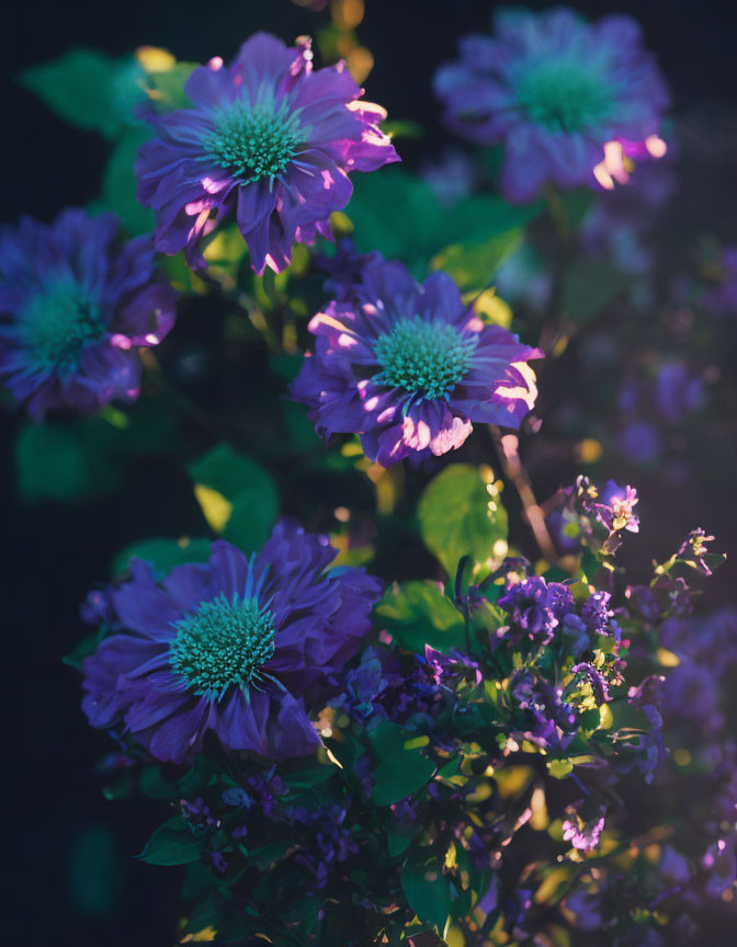 Vibrant purple flowers with green centers in soft, moody lighting