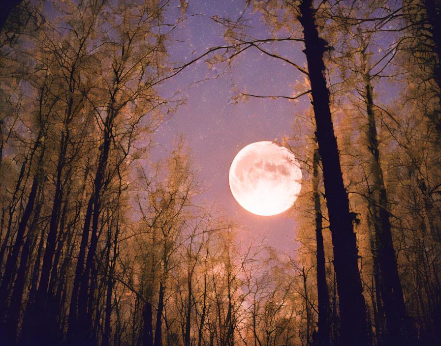 Bright full moon over silhouetted forest and starry sky