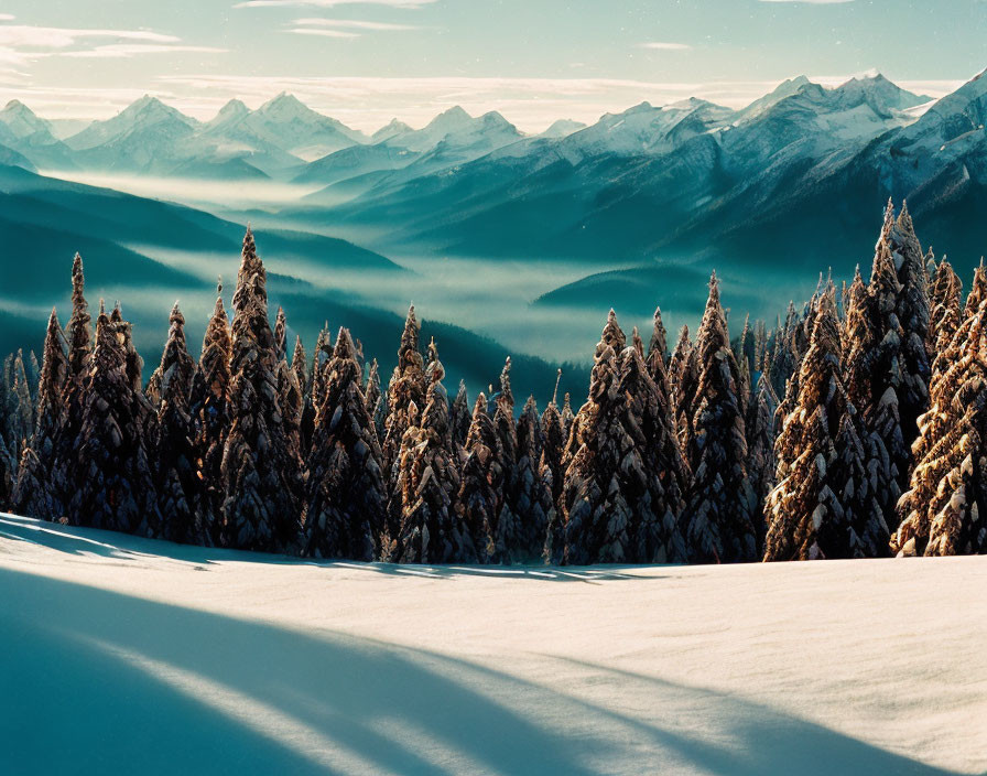 Snow-covered pine trees and misty mountain ranges under clear sky