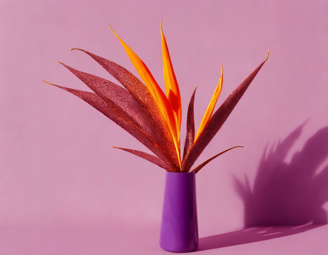 Orange Tropical Flower in Purple Vase on Pink Background