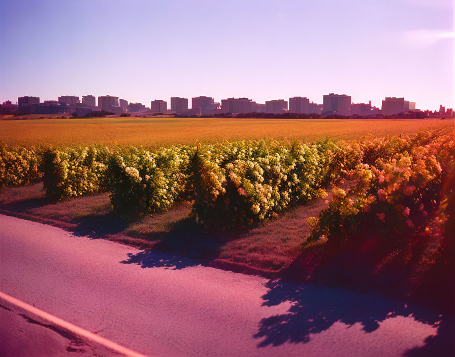 Scenic road through blooming yellow field with urban skyline and pink sky