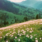 Pink Flowers, Green Hills, Trees, Blue Sky with Clouds