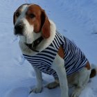 Brown and White Dog in Striped Shirt Sitting on Snow