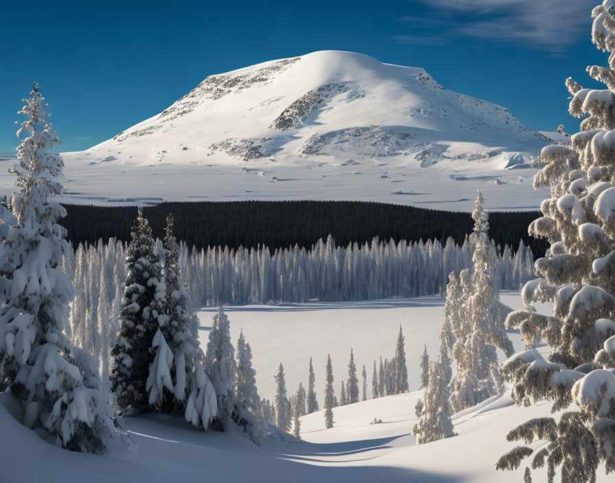 Snow-covered mountain peak and evergreen forests in a clear blue sky