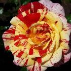 Vibrant multi-colored rose with yellow, pink, cream, and red spots, set amidst green