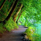 Tranquil forest river with green trees and sunlight