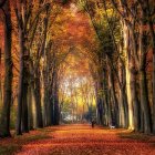 Autumn forest scene with hedgehog and vibrant foliage