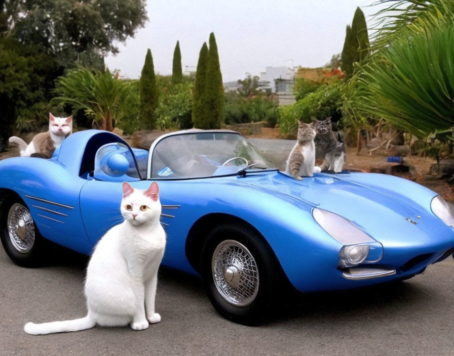 Four Cats on Blue Vintage Sports Car Bonnet