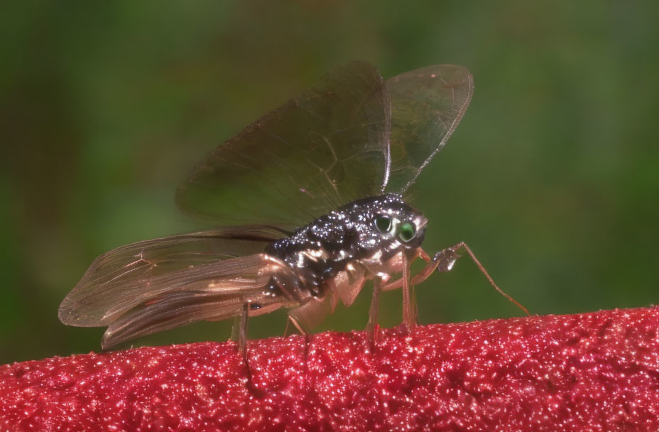 insecto brasileiro