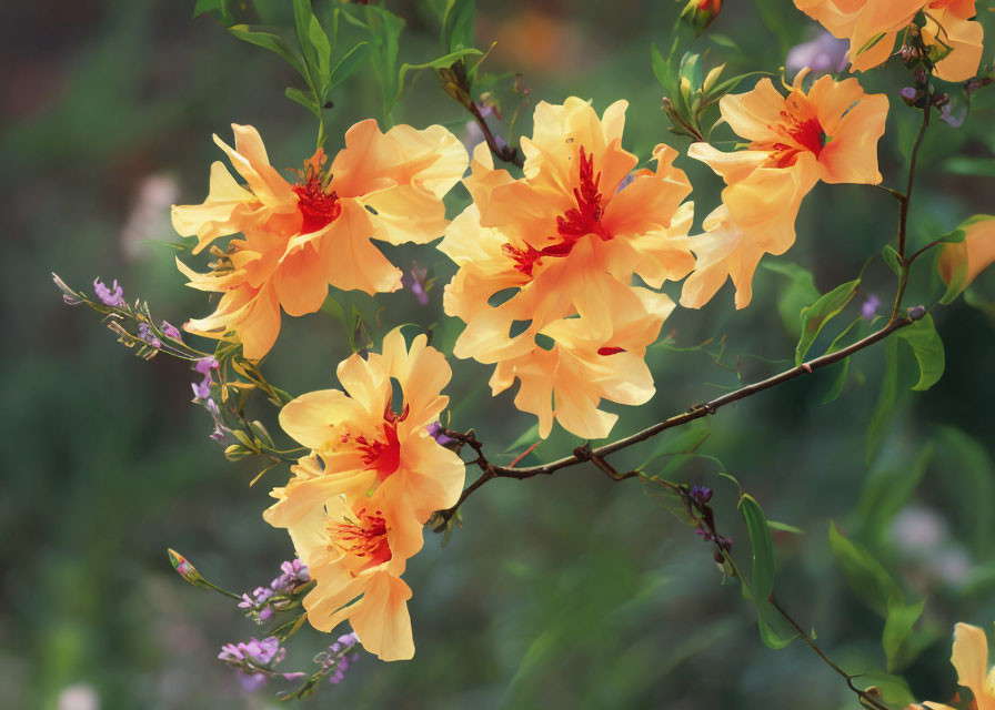 Vibrant orange-yellow hibiscus flowers on branch with blurred green background