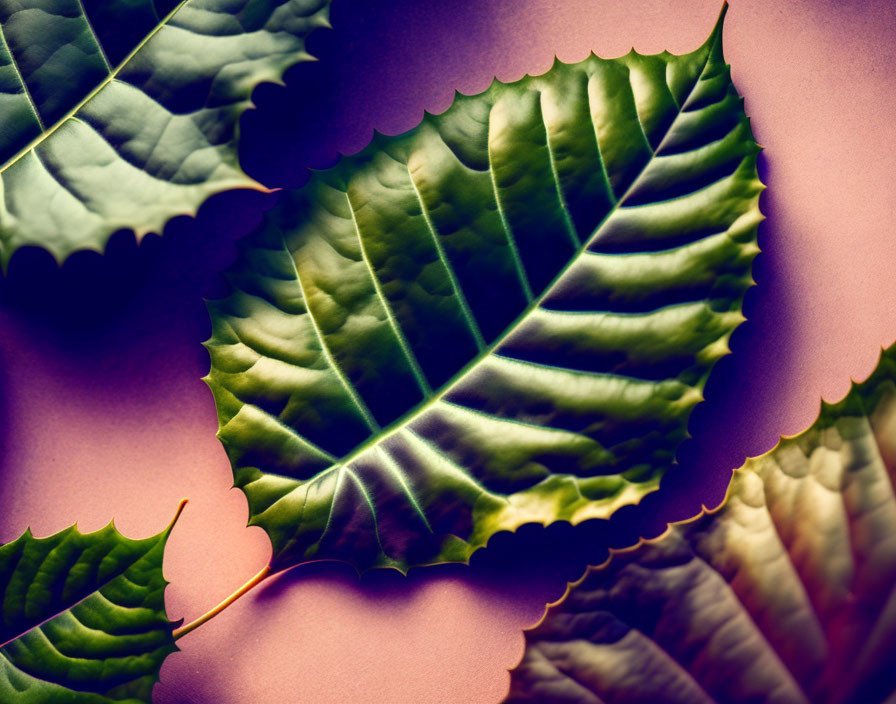 Detailed close-up of vibrant green leaves with pronounced veins and serrated edges on soft-colored background
