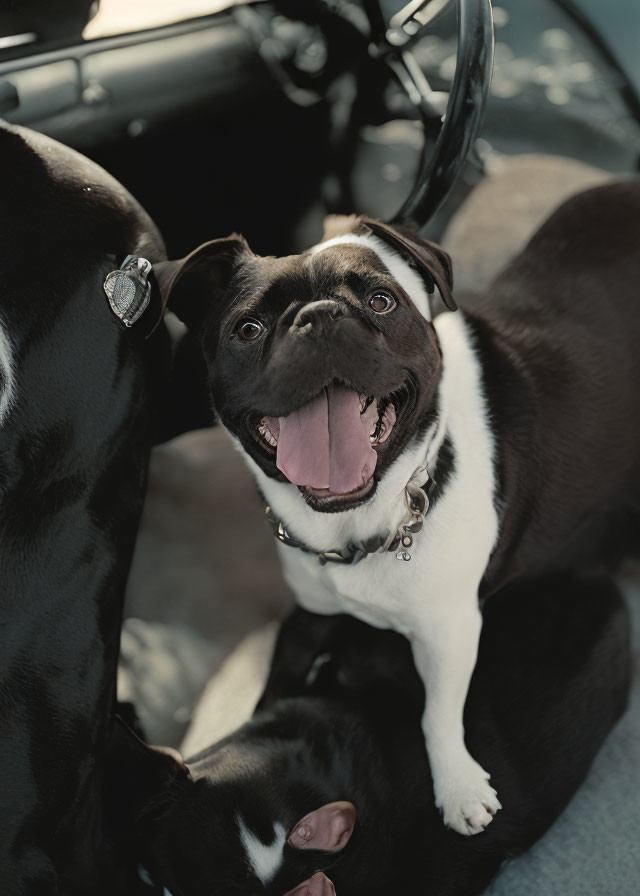 Black and White Bulldog with Tongue Out in Car