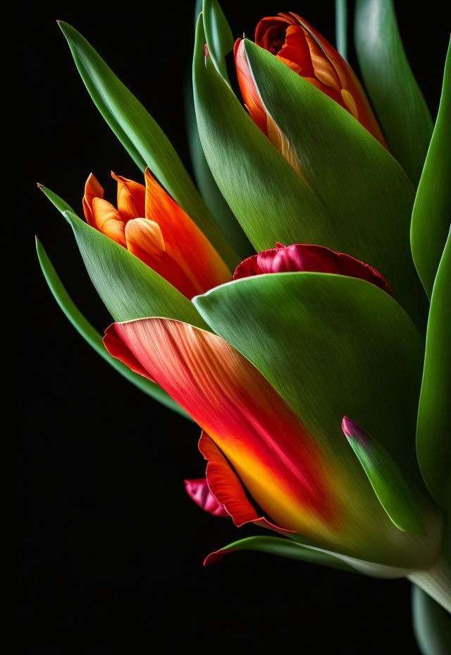 Colorful tulips with orange and red petals on dark background