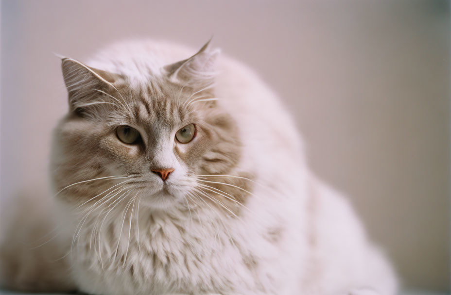 Fluffy White Cat with Green Eyes Sitting Serenely