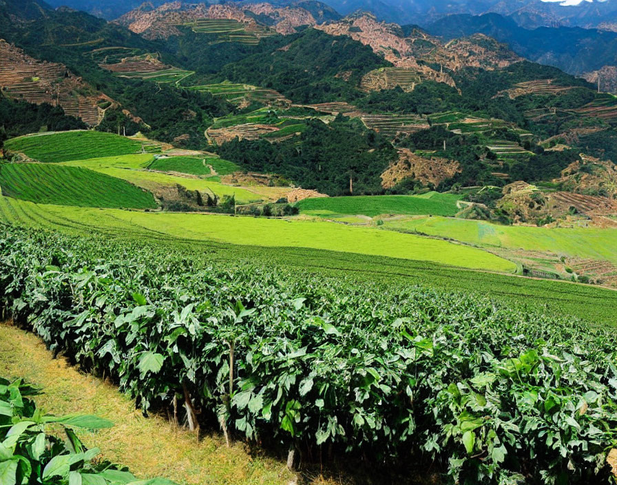 Scenic farmland with terraced fields and crops on rolling hills