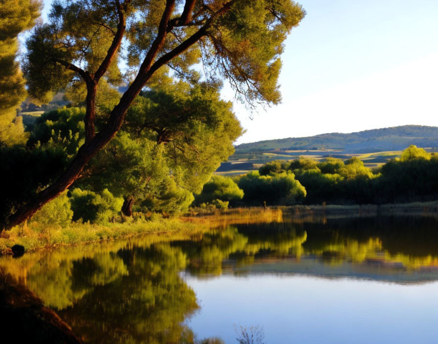 Tranquil lake scene with tree reflection, golden sunlight, distant hills