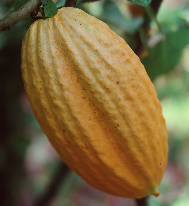 Ripe Yellow Cocoa Pod Hanging from Tree Branch