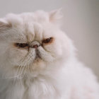 Cream-colored fluffy cat with amber eyes and tufted ears on soft background