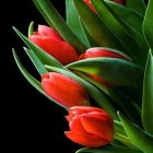 Vibrant red tulips with yellow streaks on black background