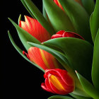 Colorful tulips with orange and red petals on dark background