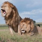 Majestic lions in grassy field - one standing, one lying down