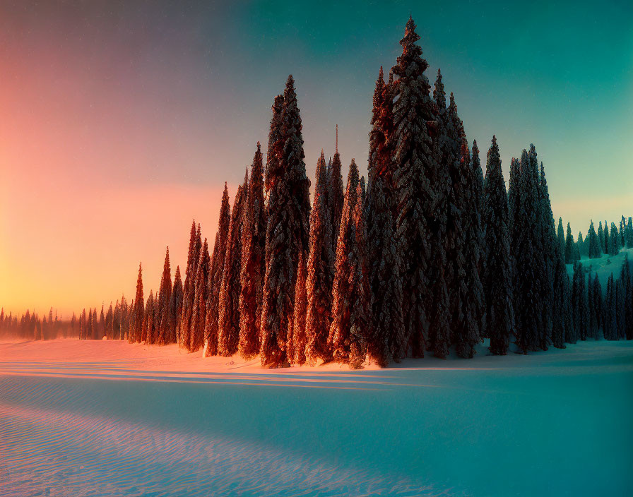 Winter Sunset Scene: Snow-Covered Landscape with Tall Pine Trees