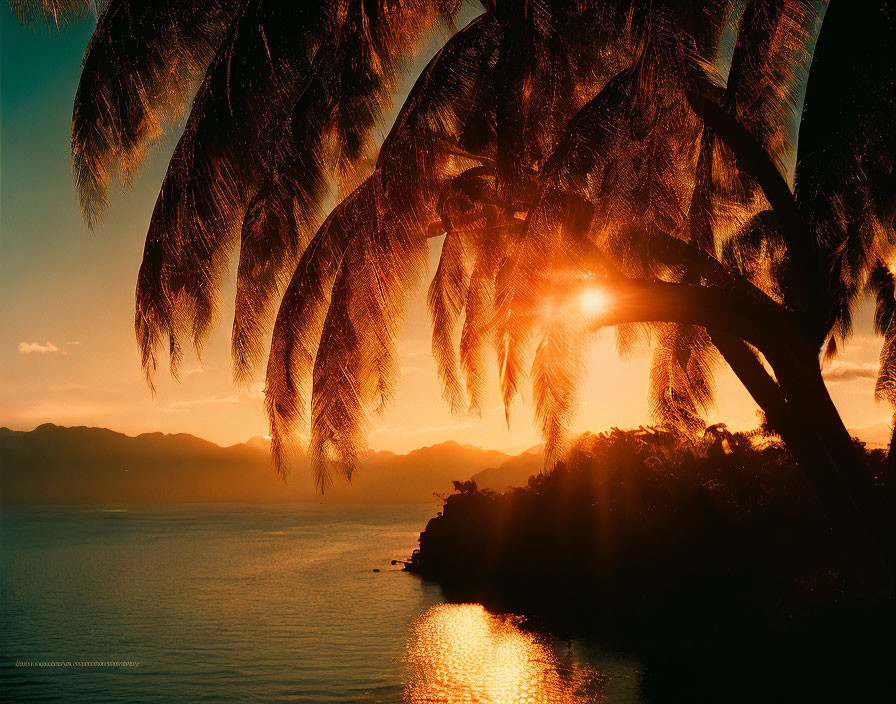 Tropical sunset with palm fronds silhouette and golden light over sea