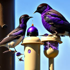 Stylized birds on bird feeder with purple plumage