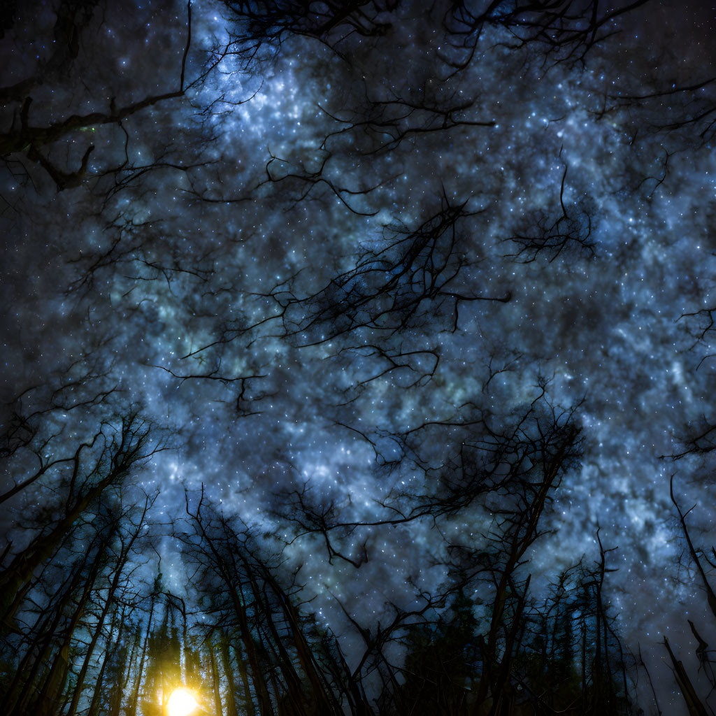 Starry night sky through silhouetted trees with warm glowing light