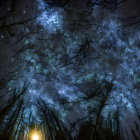 Starry night sky through silhouetted trees with warm glowing light