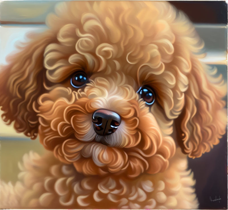 Adorable brown poodle with expressive blue eyes and glossy nose