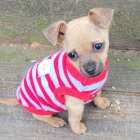 Cartoon chihuahua with big eyes in red-striped shirt and white underwear