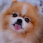 Blurred photo of a cartoon-like Pomeranian dog portrait