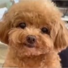 Adorable brown poodle with expressive blue eyes and glossy nose