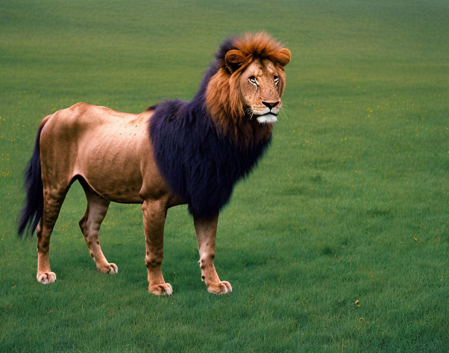 Majestic lion with lush mane in green field with yellow flowers