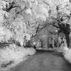 Pink blossoming trees and colorful flowers in a glowing spring landscape