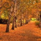 Vibrant autumn pathway with orange and yellow leaves