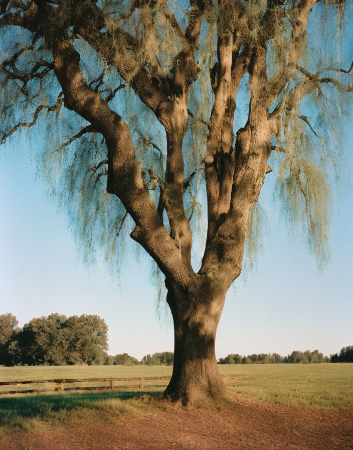 Majestic oak tree with Spanish moss in lush green field