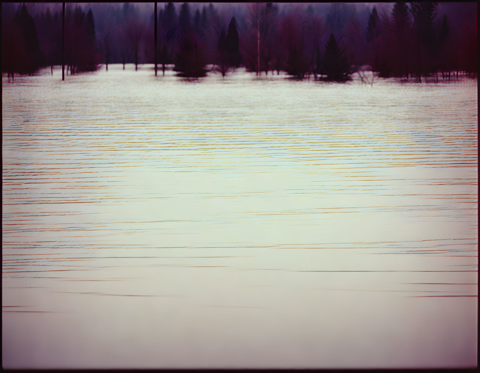 Bare trees in flooded area with serene, blurred landscape