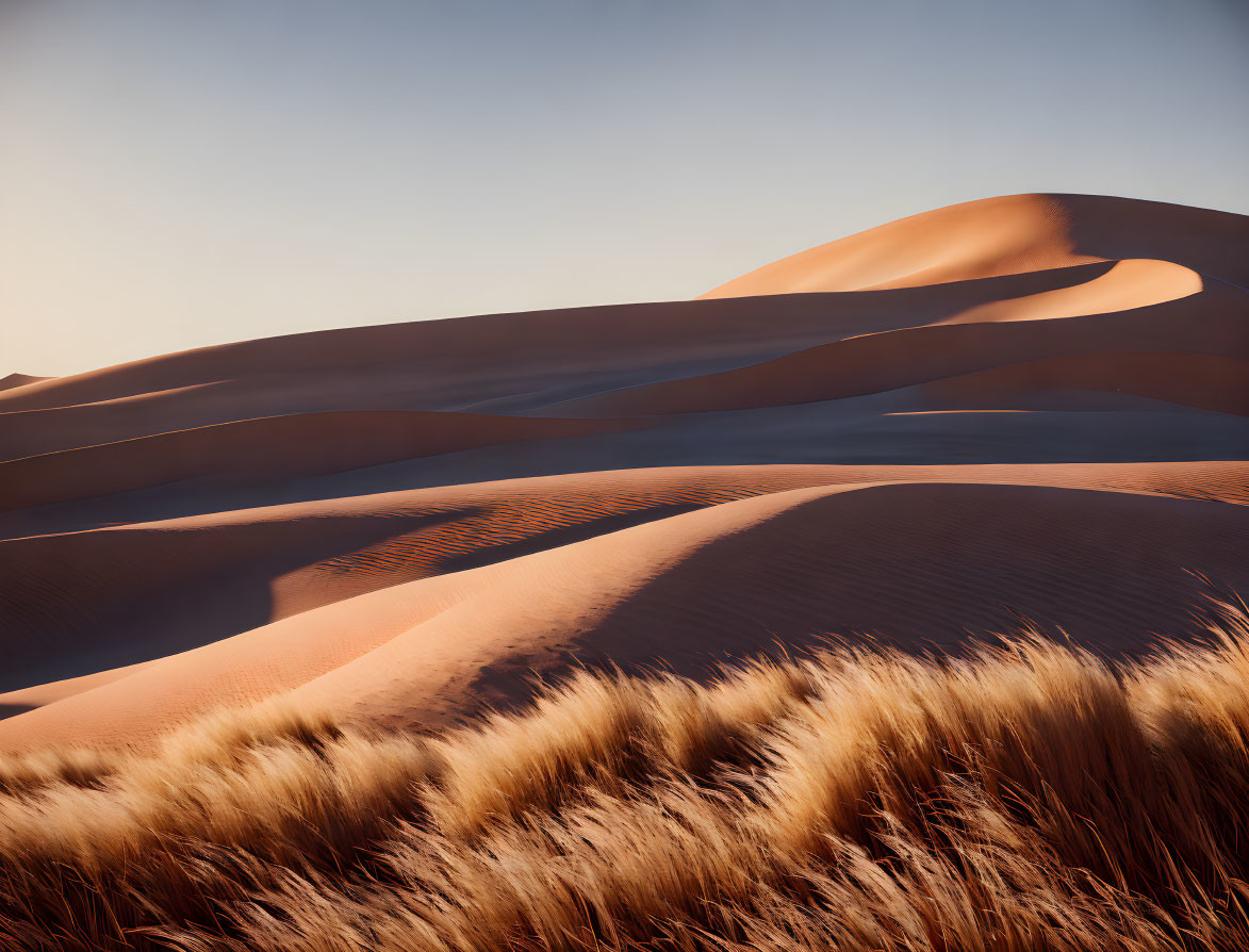 Scenic golden sand dunes under clear sky with grasses foreground