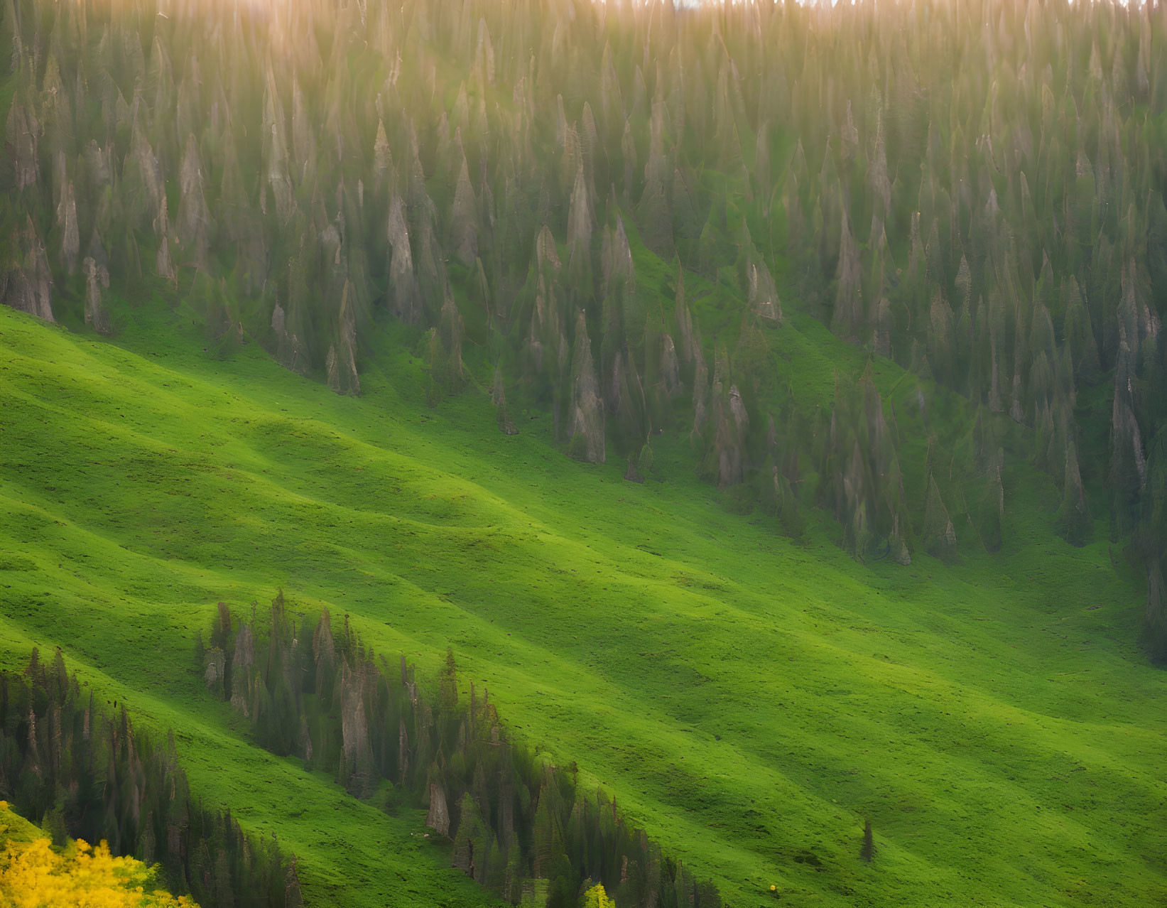 Lush green hills under sunlight with dense forest