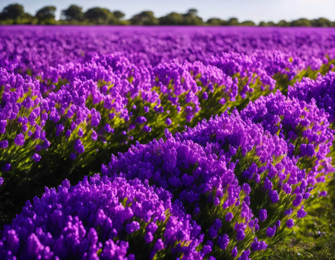 Lavender Bloomings