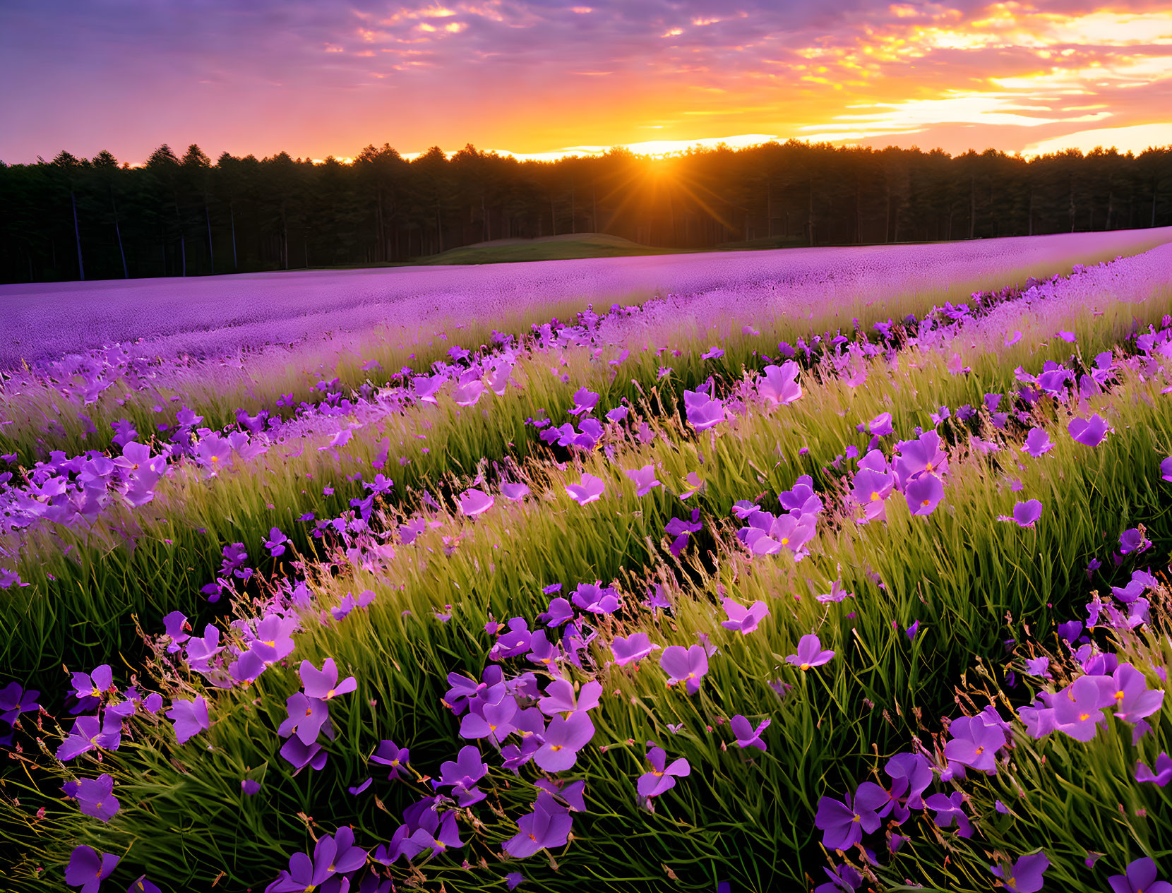 Purple Lavender Field at Sunrise with Colorful Sky and Sunlight Peeking Through Trees