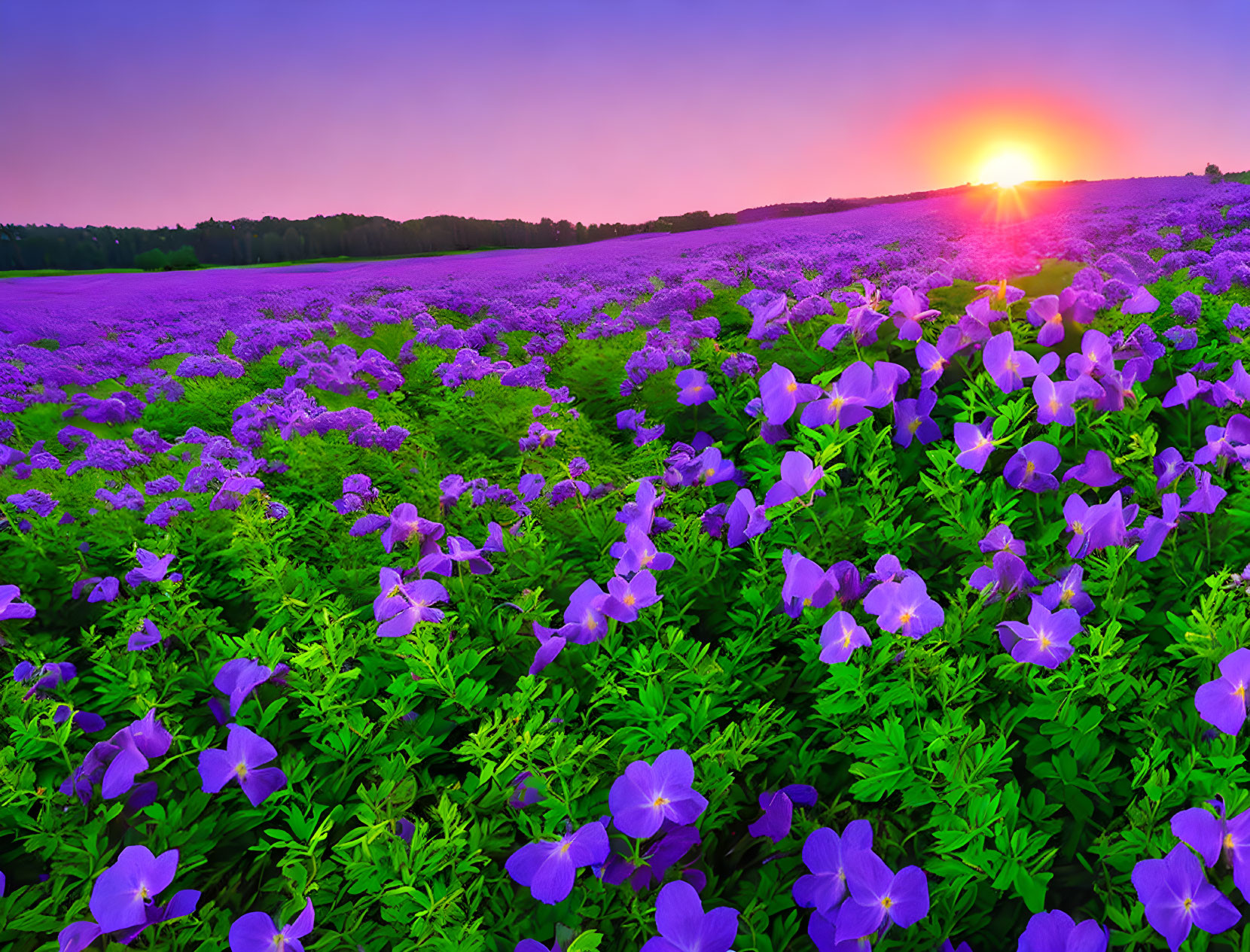 Sunrise over Vibrant Purple Flower Field with Clear Sky